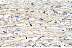 Human Muscle (KDM2A antibody  (N-Term))