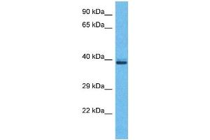 Western Blotting (WB) image for anti-Olfactory Receptor, Family 5, Subfamily H, Member 2 (OR5H2) (C-Term) antibody (ABIN2791755) (OR5H2 antibody  (C-Term))