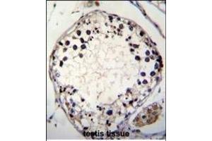 PTCHD3 Antibody (C-term) (ABIN655356 and ABIN2844915) immunohistochemistry analysis in formalin fixed and paraffin embedded human testis tissue followed by peroxidase conjugation of the secondary antibody and DAB staining. (PTCHD3 antibody  (C-Term))