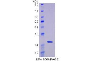 SDS-PAGE (SDS) image for Thioredoxin (TXN) (AA 1-105) protein (His tag) (ABIN1080899) (TXN Protein (AA 1-105) (His tag))