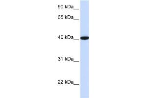 WB Suggested Anti-GTF2B Antibody Titration:  0.