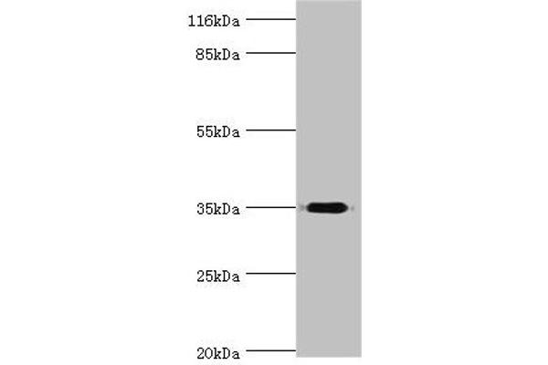 DIMT1 antibody  (AA 1-313)