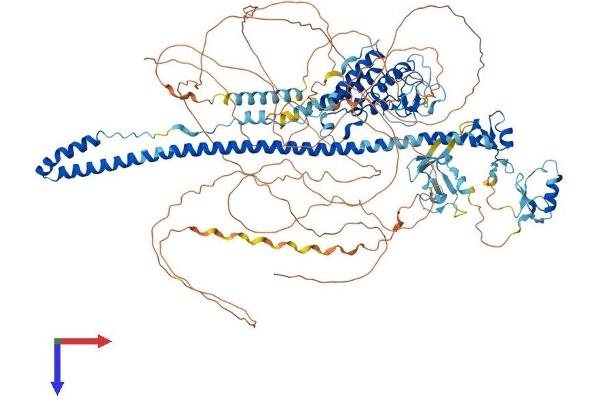 TRIM33 Protein (AA 1-1142) (His tag)