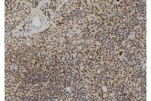 ABIN6273053 at 1/100 staining Mouse spleen tissue by IHC-P. (Lamin B2 antibody  (Internal Region))