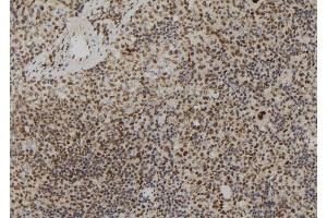 ABIN6273053 at 1/100 staining Mouse spleen tissue by IHC-P.