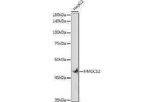 Western blot analysis of extracts of HepG2 cells, using HMGCS2 antibody (ABIN7265328) at 1:1000 dilution. (HMGCS2 antibody)