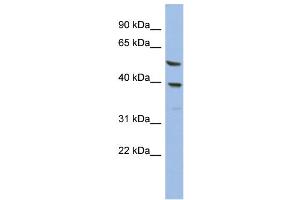 WB Suggested Anti-OLAH  Antibody Titration: 0. (OLAH antibody  (N-Term))