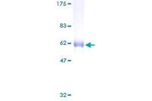 SNX11 Protein (AA 1-270) (GST tag)