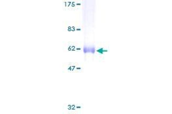 SNX11 Protein (AA 1-270) (GST tag)