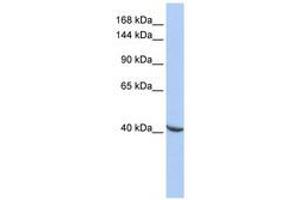 Image no. 1 for anti-Pogo Transposable Element with ZNF Domain (POGZ) (AA 121-170) antibody (ABIN6740322) (POGZ antibody  (AA 121-170))