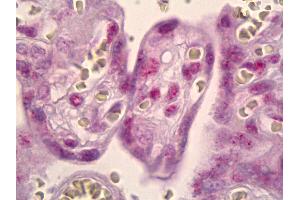 Anti-MSK1 antibody IHC of human placenta. (MSK1 antibody)