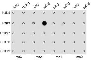 Dot-blot analysis of all sorts of methylation peptides using DiMethyl-Histone H3-K9 antibody (ABIN1872998). (Histone 3 antibody  (H3K9me2))