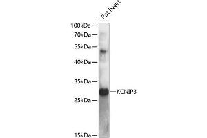 Western blot analysis of extracts of rat heart, using KCNIP3 antibody (ABIN6134332, ABIN6142715, ABIN6142716 and ABIN6217806) at 1:3000 dilution. (DREAM antibody  (AA 1-100))
