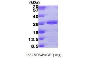 SDS-PAGE (SDS) image for RNA Polymerase II TBP-Associated Factor Subunit G (TAF9) (AA 1-172) protein (His tag) (ABIN667340)