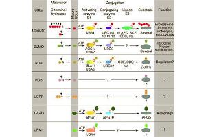Conjugation pathways for ubiquitin and ubiquitin-like modifiers (UBLs). (CUL9 antibody  (C-Term))