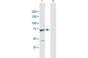 Western Blot analysis of TPP1 expression in transfected 293T cell line by TPP1 MaxPab polyclonal antibody. (TPP1 antibody  (AA 1-563))