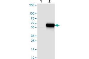 Western blot analysis of Lane 1: Negative control (vector only transfected HEK293T lysate). (DNAJC16 antibody)