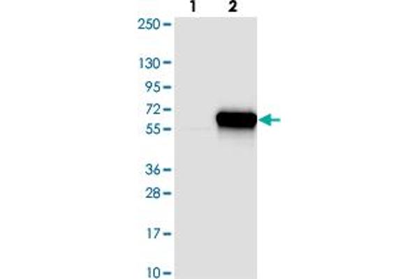 DNAJC16 antibody