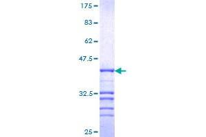 NCOR1 Protein (AA 2341-2440) (GST tag)