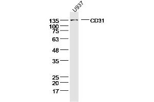 U937 lysates probed with CD31 Polyclonal Antibody, Unconjugated  at 1:300 dilution and 4˚C overnight incubation. (CD31 antibody  (AA 681-738))