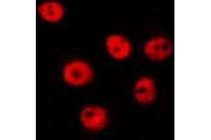 ABIN6275609 staining Hela by IF/ICC. (SFRS8 antibody  (N-Term))