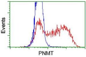 Flow Cytometry (FACS) image for anti-Phenylethanolamine N-Methyltransferase (PNMT) antibody (ABIN1500309)