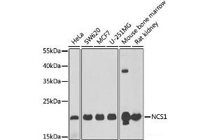 Western blot analysis of extracts of various cell lines using NCS1 Polyclonal Antibody at dilution of 1:1000. (NCS1 antibody)