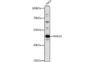 Western blot analysis of extracts of HeLa cells, using PI4K2A antibody (ABIN7269284) at 1:1000 dilution. (PI4K2A antibody  (AA 131-479))