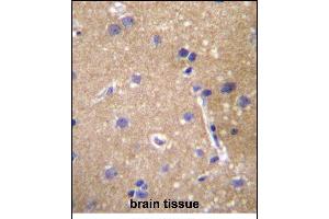 ABCC12 Antibody (Center) (ABIN657120 and ABIN2846265) immunohistochemistry analysis in formalin fixed and paraffin embedded human brain tissue followed by peroxidase conjugation of the secondary antibody and DAB staining. (ABCC12 antibody  (AA 723-752))