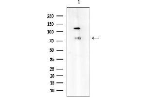 anti-Transcription Factor 4 (TCF4) (N-Term) antibody