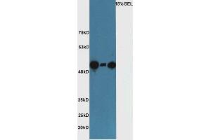 SUFUH antibody  (AA 433-484)