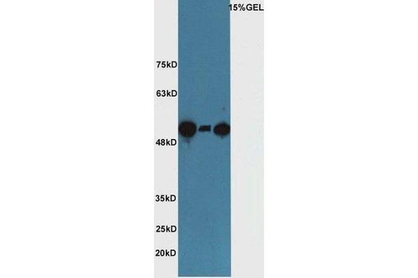 SUFUH antibody  (AA 433-484)