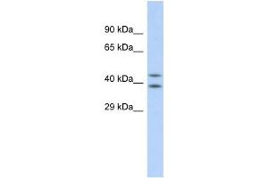 Host: Rabbit Target Name: DHODH Sample Type: HepG2 Whole cell lysates Antibody Dilution: 1. (DHODH antibody  (N-Term))