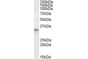 ABIN335140 (1µg/ml) staining of Human Testis lysate (35µg protein in RIPA buffer). (HAX1 antibody  (Internal Region))