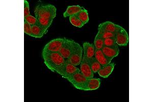 Immunofluorescence Analysis of MCF-7 cells labeling HER-4 with HER-4 / ERBB4 Mouse Monoclonal Antibody (HFR-1) Goat anti-Mouse IgG-CF488 (Green). (ERBB4 antibody  (AA 1116-1269))