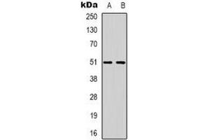 Western blot analysis of GPCR135 expression in SKNSH (A), K562 (B) whole cell lysates. (Relaxin 3 Receptor 1 antibody)