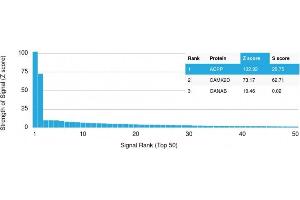 Analysis of Protein Array containing >19,000 full-length human proteins using PSAP Mouse Monoclonal Antibody (rACPP/1338) Z- and S- Score: The Z-score represents the strength of a signal that a monoclonal antibody (Monoclonal Antibody) (in combination with a fluorescently-tagged anti-IgG secondary antibody) produces when binding to a particular protein on the HuProtTM array. (Recombinant ACPP antibody)