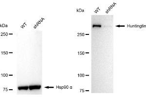 Western blotting analysis using Huntingtin antibody (ABIN7799005).