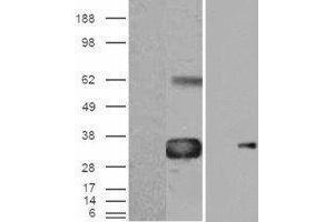 Western Blotting (WB) image for WNT1 Inducible Signaling Pathway Protein 1 (WISP1) peptide (ABIN369074)