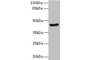 Western blot All lanes: SERPINB8 antibody at 2 μg/mL + Jurkat whole cell lysate Secondary Goat polyclonal to rabbit IgG at 1/10000 dilution Predicted band size: 43, 28, 23 kDa Observed band size: 43 kDa (SERPINB8 antibody  (AA 60-242))