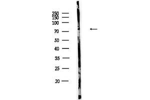 anti-Solute Carrier Family 3 Member 1 (SLC3A1) (C-Term) antibody