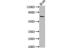 Western Blot Positive WB detected in: HL60 whole cell lysate All lanes: LRIT1 antibody at 1:2000 Secondary Goat polyclonal to rabbit IgG at 1/50000 dilution Predicted band size: 69 kDa Observed band size: 69 kDa (LRIT1 antibody  (AA 251-456))