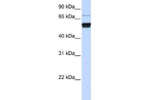 Human 721_B; WB Suggested Anti-ZNF93 Antibody Titration: 0. (ZNF93 antibody)
