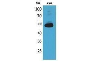 Western Blotting (WB) image for anti-Annexin A7 (ANXA7) (Internal Region) antibody (ABIN3187881) (Annexin VII antibody  (Internal Region))