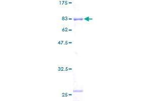 RUVBL2 Protein (AA 1-463) (GST tag)