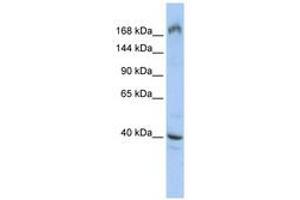 Image no. 1 for anti-Eukaryotic Translation Initiation Factor 4 Gamma, 1 (EIF4G1) (AA 539-588) antibody (ABIN6742990) (EIF4G1 antibody  (AA 539-588))