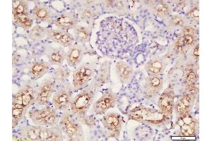 Formalin-fixed and paraffin embedded rat kidney labeled with Rabbit Anti-Caspase 12 Polyclonal Antibody, Unconjugated  at 1:200 followed by conjugation to the secondary antibody and DAB staining