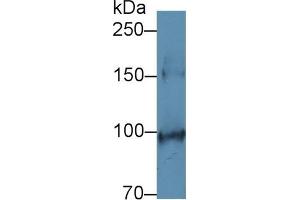 Detection of SCFR in Mouse Colon lysate using Polyclonal Antibody to Stem Cell Factor Receptor (SCFR) (KIT antibody  (AA 343-527))