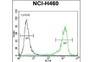DSCR1L1 Antibody (N-term) (ABIN652191 and ABIN2840735) flow cytometric analysis of NCI- cells (right histogram) compared to a negative control cell (left histogram). (RCAN2 antibody  (N-Term))