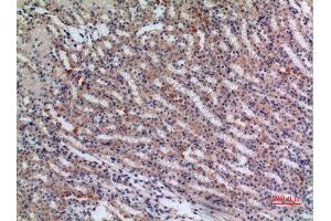 Immunohistochemistry (IHC) analysis of paraffin-embedded Mouse Kidney, antibody was diluted at 1:100. (JAG1 antibody  (Internal Region))